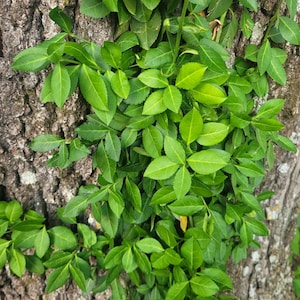 Winter Creeper Ground Cover Plant – Evergreen Vine for Shade or Sun, Easy-Care Landscaping