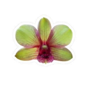 Yellow and Purple Dendrobium Orchid Flower Kiss-Cut Sticker, Glossy Vinyl Floral Decal for Laptop, Water Bottle, Journal, Scrapbook, Planner