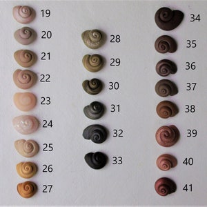 Peut inclure: Une collection de 22 petites coquillages peints &agrave; la main dans diff&eacute;rentes couleurs et motifs, num&eacute;rot&eacute;s de 19 &agrave; 41.