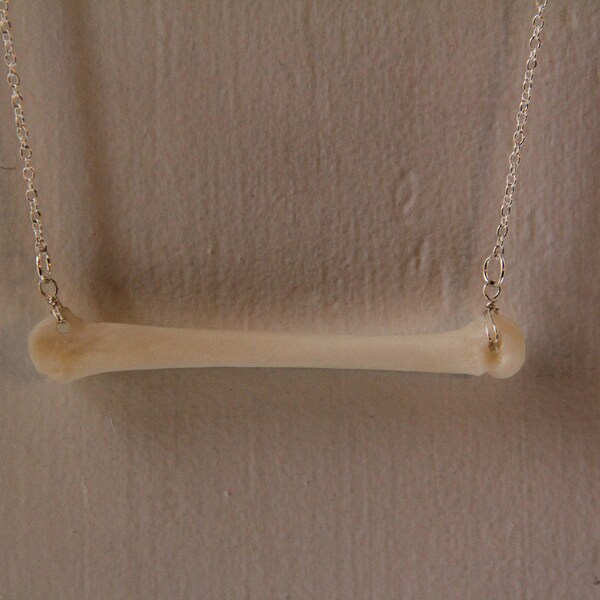 TAXIDERMY COUTURE Genuine Coyote Foot Bone 925 Sterling Silver Chain