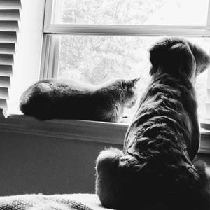 Dog and Cat