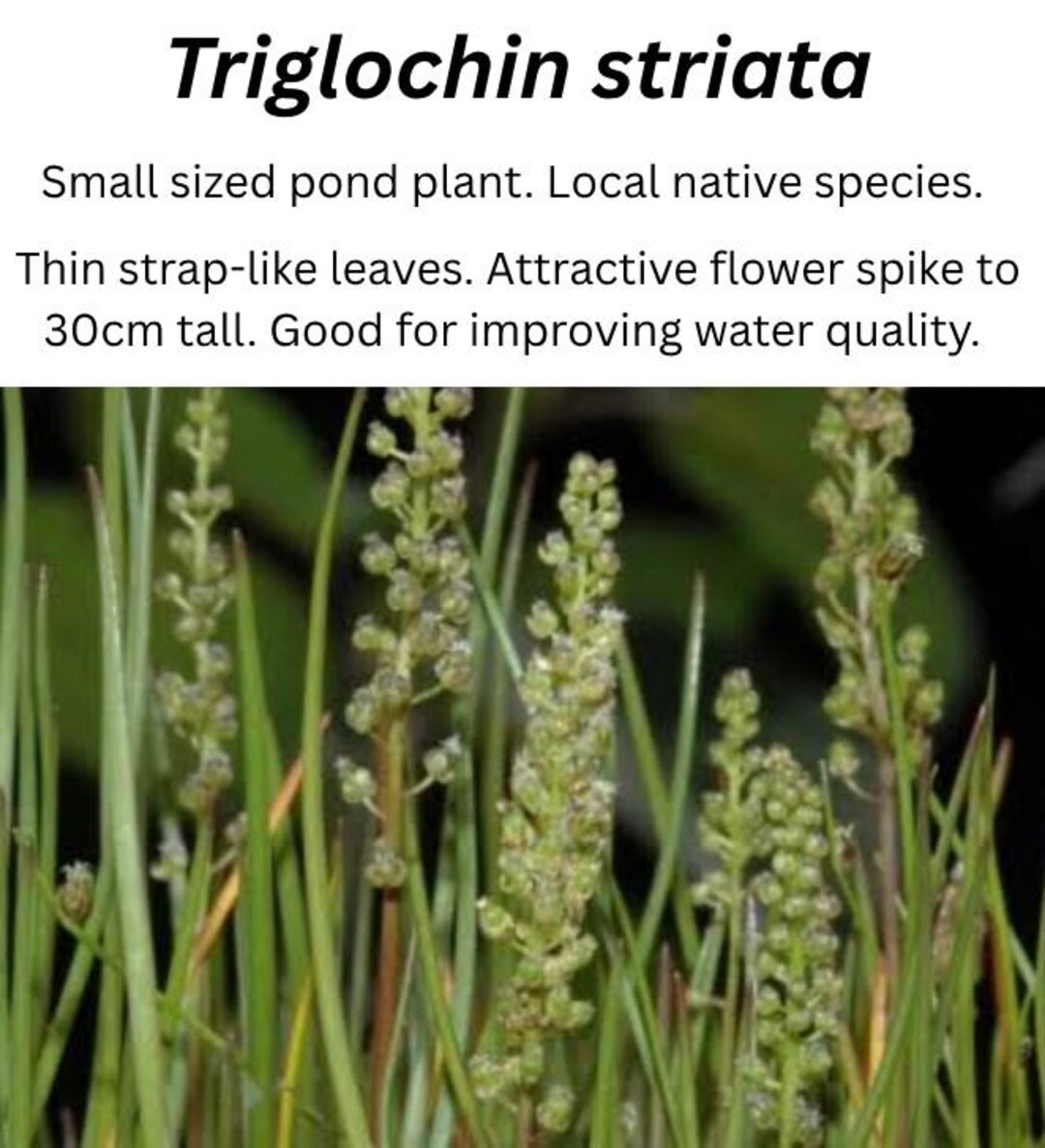 Triglochin Striata Native Water Plant Seeds - Etsy Australia