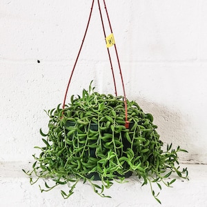 May include: A green string of pearls plant hanging in a black pot with a red hanging planter. The plant is cascading down the sides of the pot.