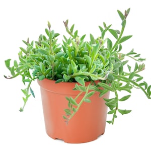 String Of Dolphins Live Plant in a 4 inch pot very FULL succulent
