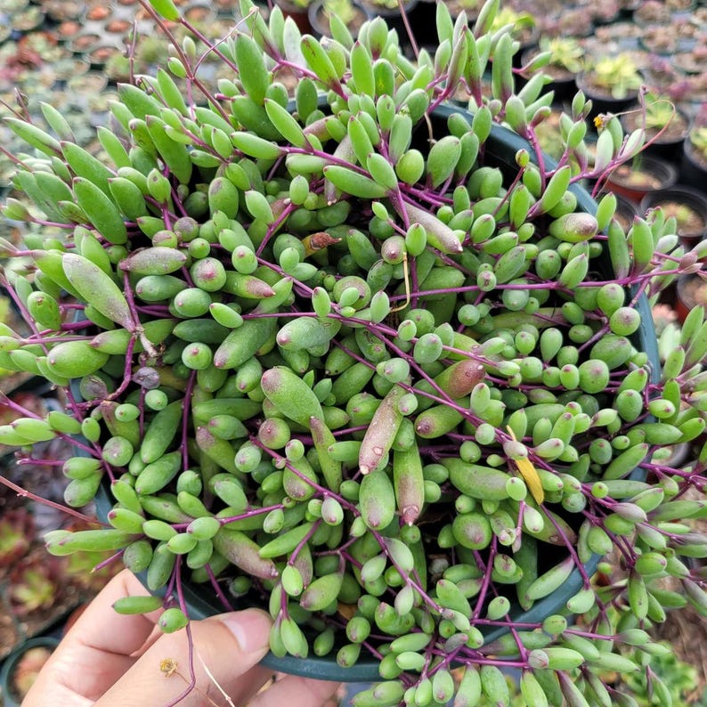 4 Pack String Bundle String of Rain Drops String of Pearls String of ...
