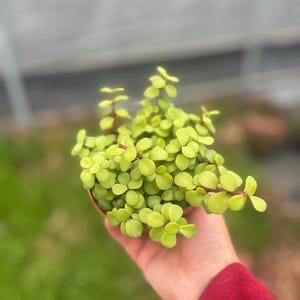 4” Portulacaria Afra Elephant Bush Green Pet Friendly Succulent Outdoors