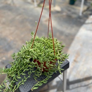 Puede incluir: Una planta colgante con hojas verdes largas y colgantes en una maceta marrón. La planta está colgada de un gancho de metal rojo.
