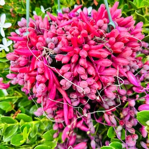 May include: A hanging planter filled with bright pink succulent plants. The plants are cascading down the sides of the planter, creating a lush and vibrant display.