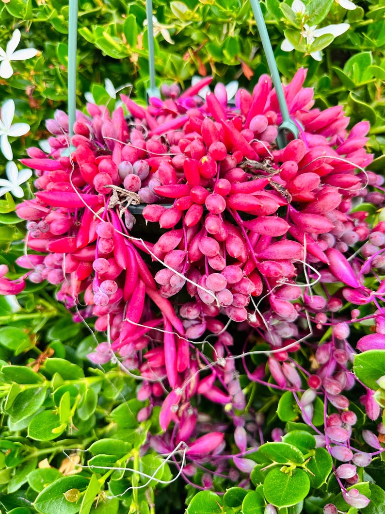 String of Ruby Necklace Hanging Succulent in 6” Pots Very Purple & Pink ...