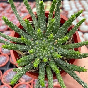 レア実生！ マフィンゲンシス ユーフォルビア モナデニウム 多肉植物