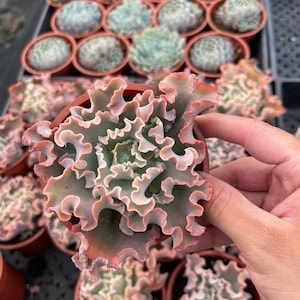 May include: A close-up of a succulent plant in a small brown pot. The plant has ruffled, light green leaves with pink edges. Other succulent plants in similar pots are visible in the background.