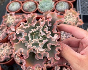 Rara succulenta viva rosa riccia e arricciata in vaso da 10 cm
