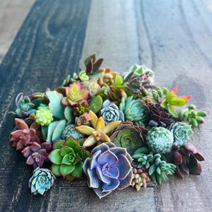 15 mudas de suculentas vivas, fáceis de cultivar, ideal para iniciantes na jardinagem.
