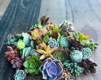 20 Live Succulent Cuttings Easy To Grow Garden Stater For Beginners