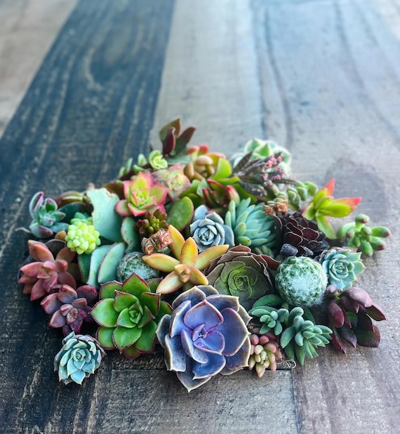 15 Live Succulent Cuttings Easy to Grow Garden Stater for Beginners - Etsy