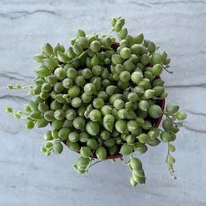 K&ouml;nnte beinhalten: Draufsicht auf eine String of Pearls Sukkulentenpflanze in einem braunen Topf. Die Pflanze hat viele kleine, runde, hellgr&uuml;ne Bl&auml;tter, die &uuml;ber die Seiten des Topfes h&auml;ngen. Der Hintergrund ist eine hellgraue und wei&szlig;e marmorartige Oberfl&auml;che.