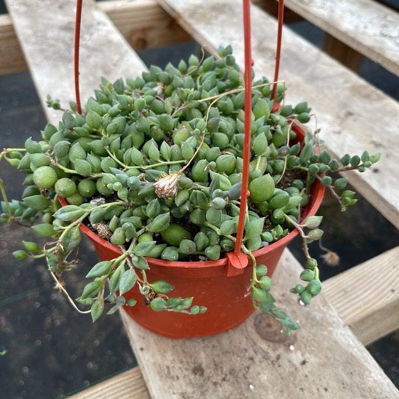4 Pack String Bundle String of Rain Drops String of Pearls String of ...
