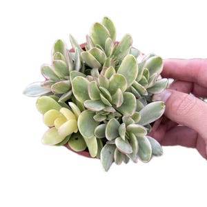 Seltener bunter Geldmacher Crassula swaziensis variegata 4 inch Pot