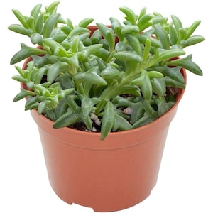 May include: A potted succulent plant with bright green, dolphin-shaped leaves. The plant is in a terracotta-coloured plastic pot. The leaves are clustered and dense, creating a full appearance. The background is plain white.