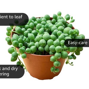 string of pearls live plant in 4”pot FULL