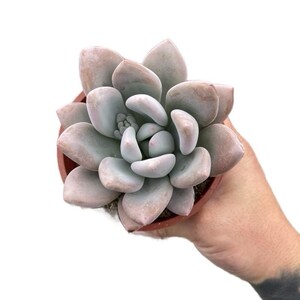 Opalina Unique Bulky Leaves Pet Friendly Live Succulent 4 inch