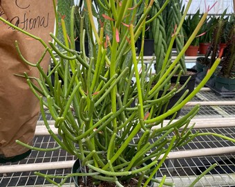 Bleistift Kaktus Euphorbia Firesticks Outdoor Garten sehr rot in 6 Zoll Topf wächst sehr groß