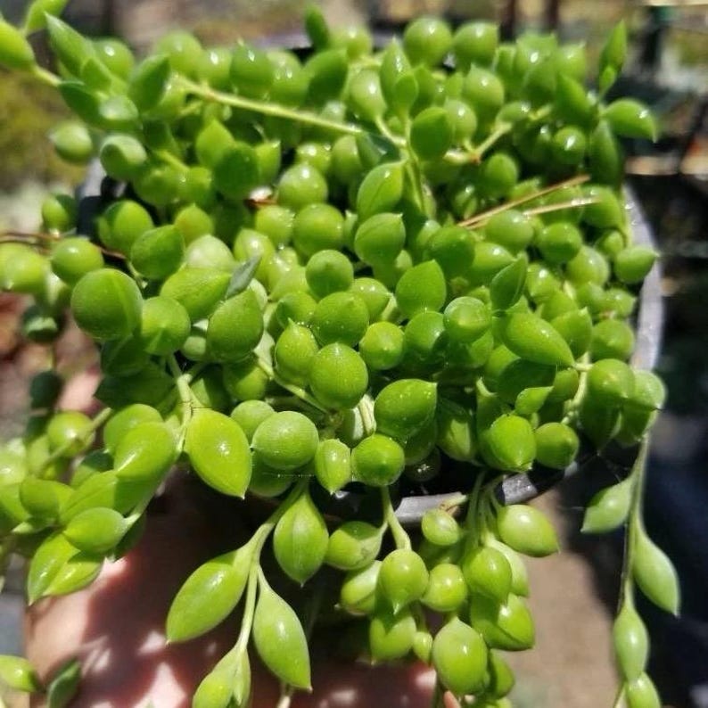 K&ouml;nnte beinhalten: Nahaufnahme einer String of Pearls Sukkulentenpflanze. Die Pflanze hat hellgr&uuml;ne, perlenf&ouml;rmige Bl&auml;tter, die aus einem dunklen Topf herabh&auml;ngen. Die Pflanze hat eine leuchtend gr&uuml;ne Farbe und wirkt gesund.
