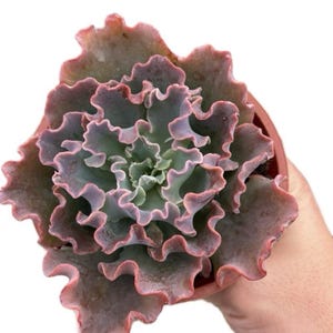 May include: A close-up of a succulent plant with ruffled, wavy leaves. The leaves transition from a pale green center to a dusty rose edge. The plant is in a small, brown pot, held by a hand.