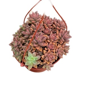Pode incluir: Um vaso pendurado cheio de uma variedade de suculentas. As suculentas são uma mistura de tons verdes e vermelho-púrpura. O vaso é de plástico marrom e tem uma estrutura de arame.