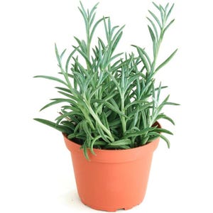 string of fishhook succulent live plant in 4” pot