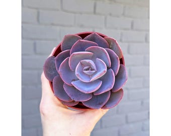 4” Dusty Rose Very Purple & Pink Succulent
