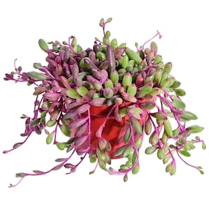 4&quot; String of Ruby Necklace Trailing Succulent Rubies Othonna Capensis