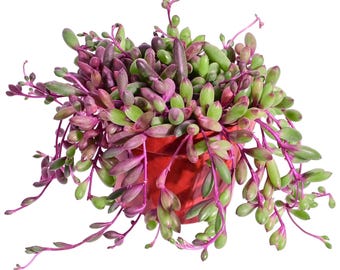 4&quot; String of Ruby Necklace Trailing Succulent Rubies Othonna Capensis