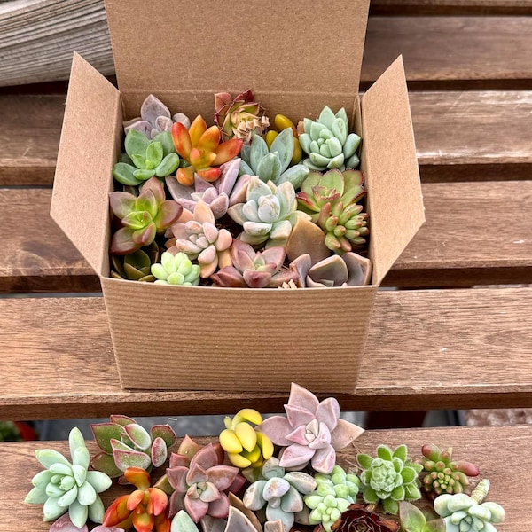 15 Live Succulent Cuttings Easy To Grow Garden Stater For Beginners