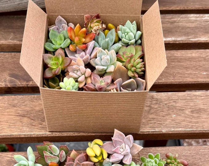 15 Live Succulent Cuttings Easy To Grow Garden Stater For Beginners