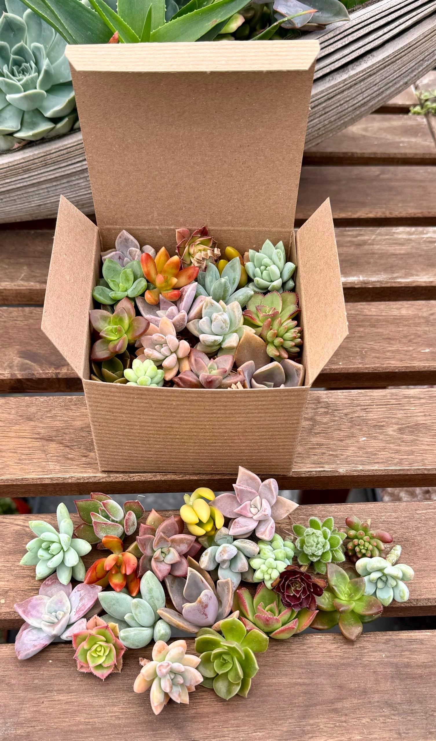 20 Live Succulent Cuttings Easy To Grow Garden Stater For Beginners