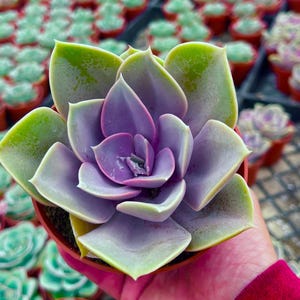 May include: A close-up of a succulent plant with green and purple leaves. The plant is in a small brown pot. Other succulents are visible in the background, in small red pots.