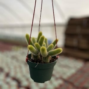 Può includere: Un cactus in vaso appeso con steli verde chiaro e pelosi. Il cactus è in un vaso di plastica verde scuro sospeso da fili rossi. Lo sfondo è sfocato, suggerendo un ambiente interno o serra.