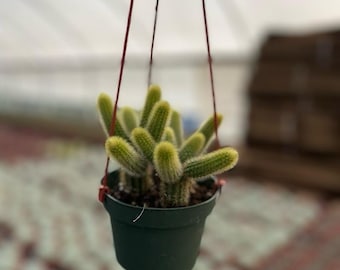 Rare Monkey Tail Cactus With Hangers Perfect For Plant Lovers 4” & 6”