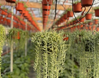 String von Fishhooks in 6-Zoll-Topf hängende Sukkulentenpflanze LANG & VOLL