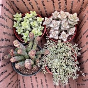 May include: Four potted succulents in a cardboard box. The plants have various green and red hues. The box has printed text, including "Priority Mail Service" and "Thank you for using".