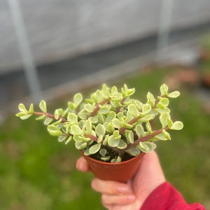 4” Rainbow Portulacaria Afra Elephant Bush Variegated Pet Friendly Succulent Outdoors