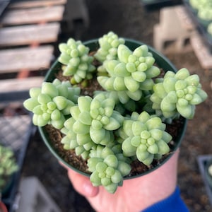 4” Donkey Tail Burro Tail Live Plant Full