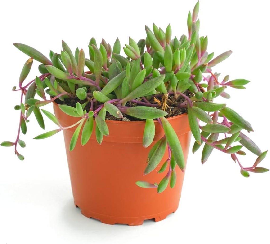 4" String of Ruby Necklace Trailing Succulent Rubies Othonna Capensis ...
