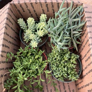 String of things-paket för växtälskare, kruka i storlek 10 cm