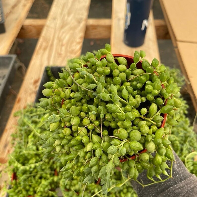 K&ouml;nnte beinhalten: Nahaufnahme einer String of Pearls Sukkulentenpflanze in einem kleinen, runden, roten Topf. Die Pflanze hat viele kleine, runde, gr&uuml;ne Bl&auml;tter. Die Pflanze quillt aus dem Topf.