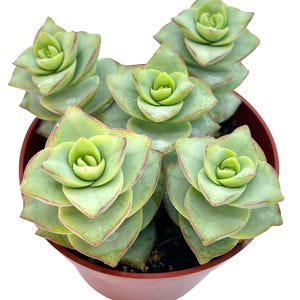 May include: A small potted succulent plant with multiple rosettes of green leaves. The leaves are thick and fleshy, with a slightly pointed tip. The plant is in a brown plastic pot.