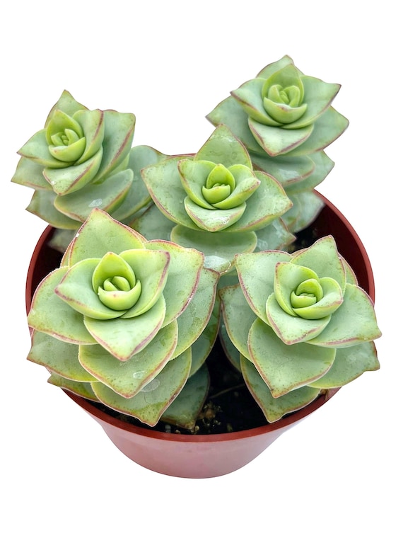 garden seeds free shipping 10 Essential Garden Seeds  Free with Shipping