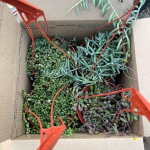 Könnte beinhalten: Ein Karton gefüllt mit mehreren Topf-Sukkulenten. Die Pflanzen umfassen Perlenschnüre, blaue Kreidestöcke und lila Sukkulenten. Die Box hat orangefarbene Kunststoffgriffe und ist versandfertig.