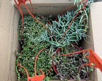 4 Pack String Bundle String of Rain drops String of Pearls String of Ruby Necklace String of Fishook Live Plants